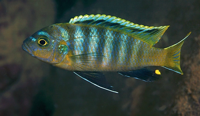 Maylandia sp. 'dumpy' Maleri Island